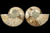 Cut & Polished Ammonite Fossil - Agatized #94200-1
